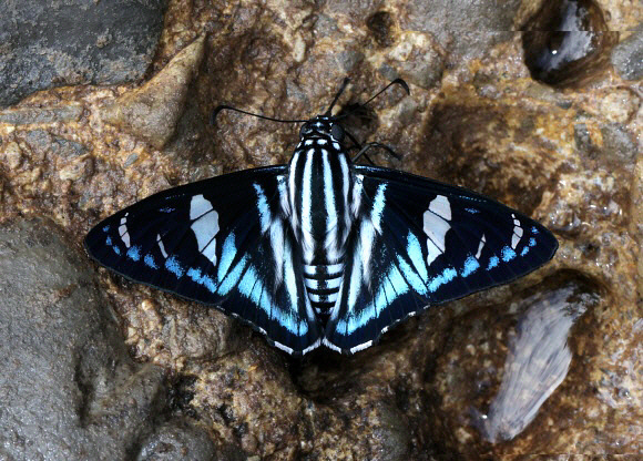 Jemadia pseudognetus, Satipo, Peru by Adrian Hoskins