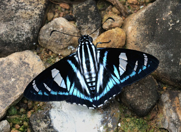 Dot-collared Sabre-wing