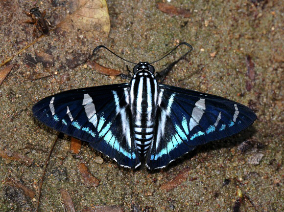 Jemadia pseudognetus, Satipo, Peru by Adrian Hoskins