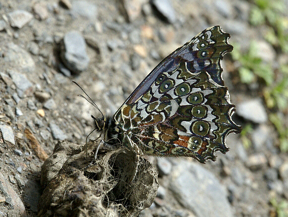 Ornate Junea