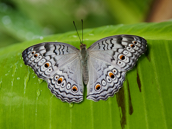 Grey Pansy