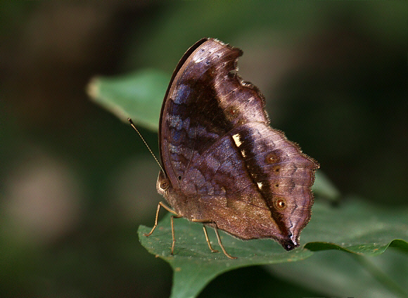 Golden Pansy