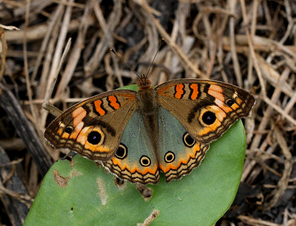 Genoveva Buckeye