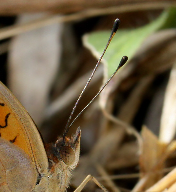 Junonia genoveva, Rio Pindayo, Peru – Adrian Hoskins