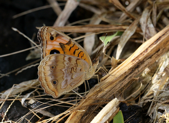 Junonia genoveva, Rio Pindayo, Peru – Adrian Hoskins