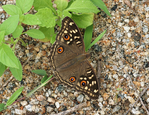 Junonia lemonias, Weligaththa, Sri Lanka - Adrian Hoskins