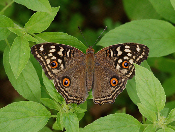 Junonia lemonias, Weligaththa, Sri Lanka - Adrian Hoskins