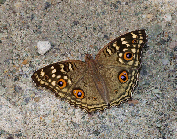 Junonia lemonias, Buxa, West Bengal, India - Adrian Hoskins