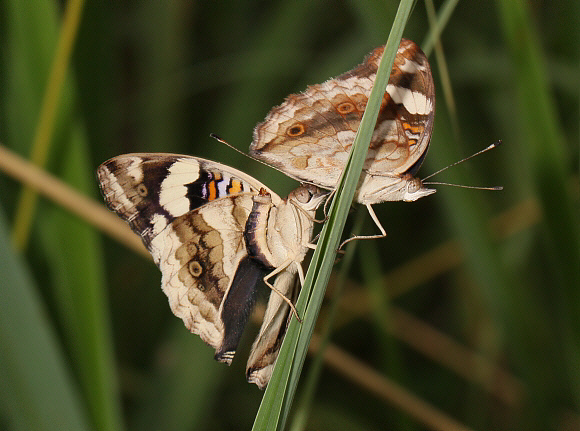 Junonia oenone prior to copulation, Aburi, Ghana – Adrian Hoskins