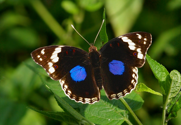 Dark Blue Pansy