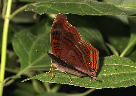 Brown Pansy