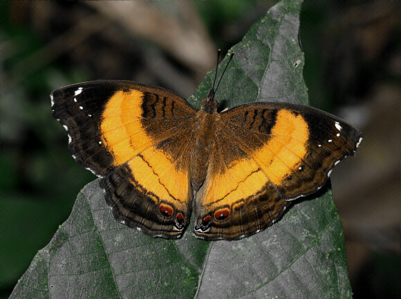 Junonia terea, Bunso, Ghana – Adrian Hoskins