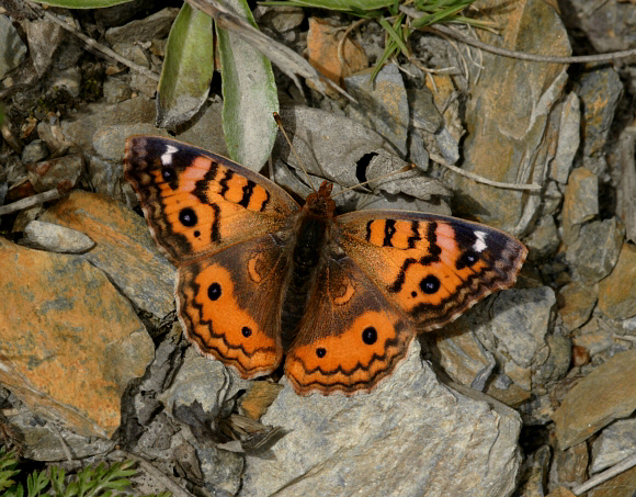 Junonia vestina, male, Manu cloudforest, 2800m, Peru – Adrian Hoskins