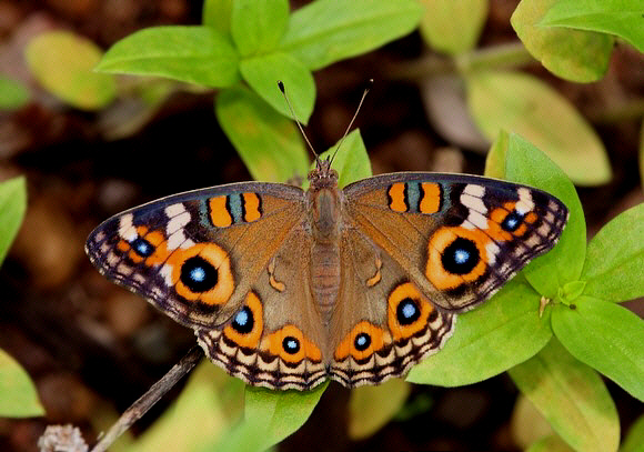 Meadow Argus