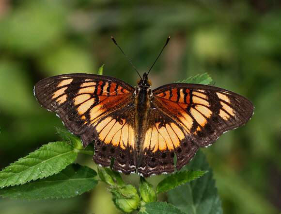 Junonia sophia, male, Kakum, Ghana