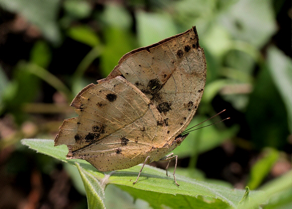 Kallima inachus, Manas, Assam, India