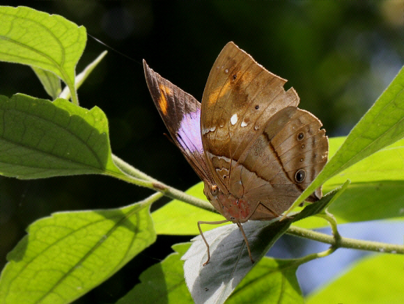 African Leaf butterfly