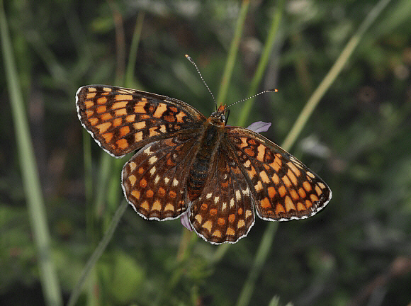 Knapweed Fritillary