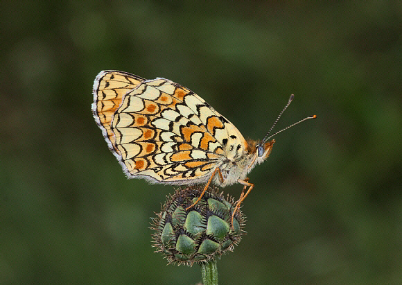 Knapweed%20Fritillary%20uns%20PBJ2d - Learn Butterflies