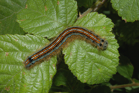 Lackey moth (Malacosoma neustria)