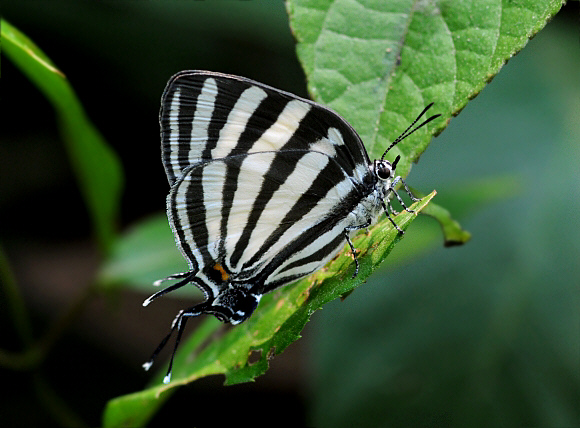 Great Stripestreak