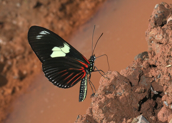 Laparus%20doris%202727 001a - Learn Butterflies