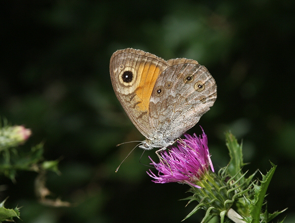 Large%20Wall%20Brown%20PBJuns001a - Learn Butterflies