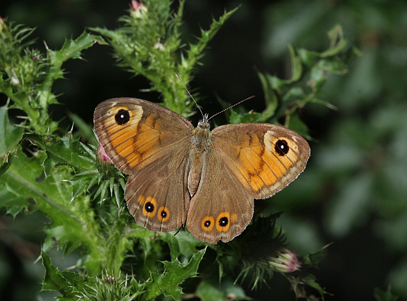 Large Wall Brown