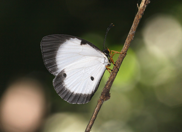 Larinopoda aspidos, Wli Falls, Ghana / Togo border - Adrian Hoskins