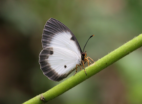 Nigerian Pierid Blue