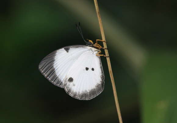 Larinopoda eurema, Bobiri, Ghana - Adrian Hoskins