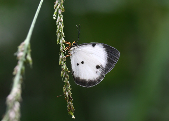 Western Pierid Blue