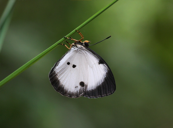 Larinopoda eurema, Bobiri, Ghana - Adrian Hoskins