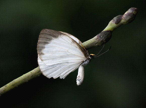 Larinopoda eurema, Bunso, Ghana - Adrian Hoskins