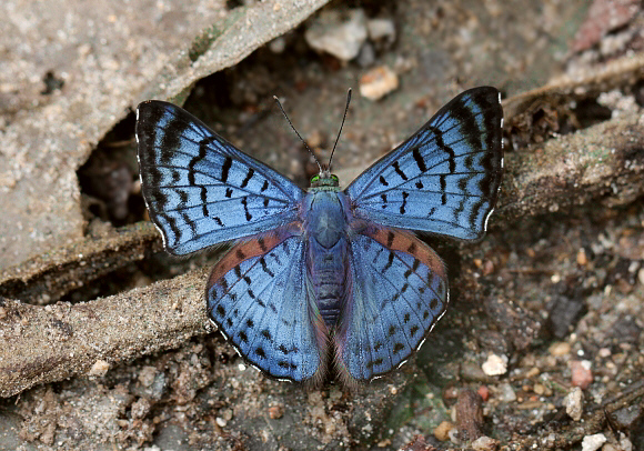 Bolivian Sapphire