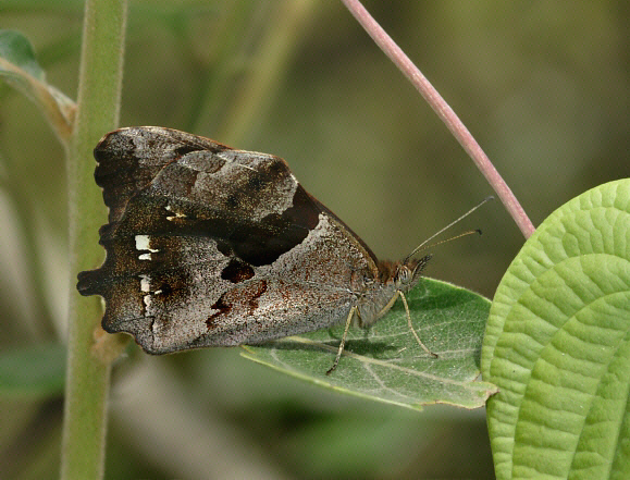 Lasiophila orbifera, Machu Picchu, Peru - Adrian Hoskins