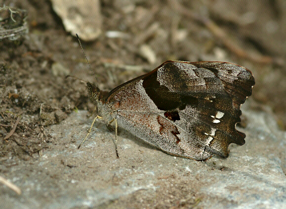 Lasiophila orbifera, Machu Picchu, Peru - Adrian Hoskins