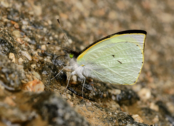 Silky Wanderer