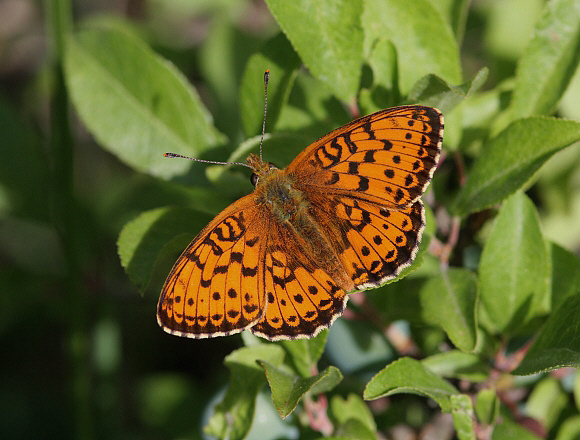 Lesser Marbled Fritillary