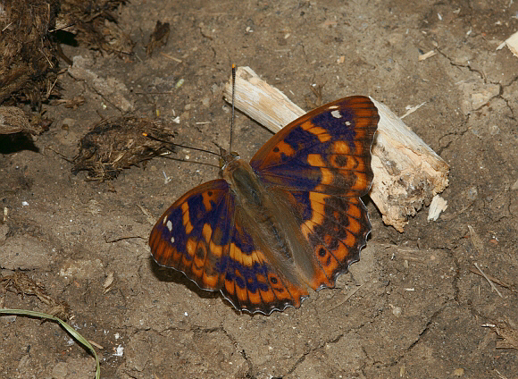 Lesser Purple Emperor