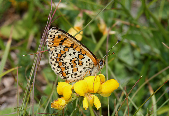 Lesser%20Spotted%20Fritillary%20UNS%20PBJ001a - Learn Butterflies