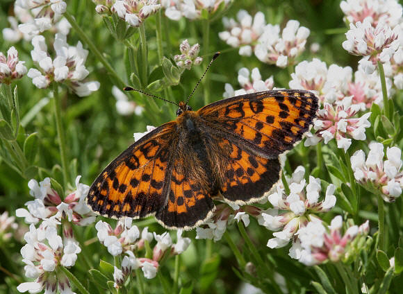 Lesser Spotted Fritillary