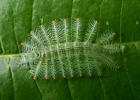 Archduke (Lexias pardalis)