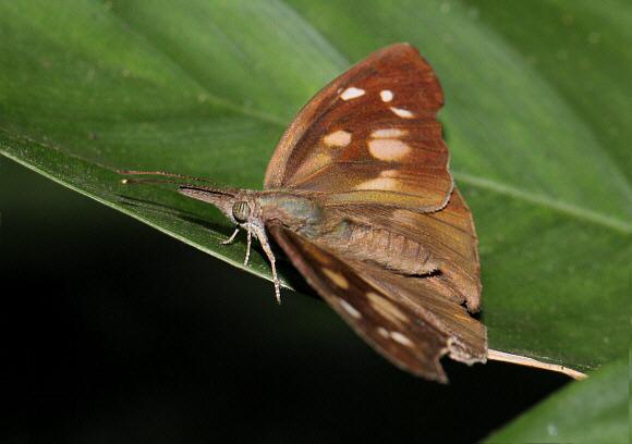Libythea labdaca, Boabeng-Fiema, Ghana – Adrian Hoskins