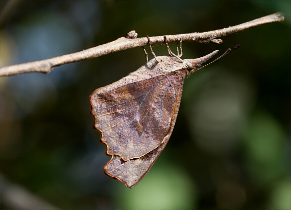 Libytheana%20bachmanii %20butterfly %20Indiana%20CO 001a - Learn Butterflies