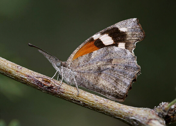 Libytheana%20carinenta%20AMVH1875 001a - Learn Butterflies