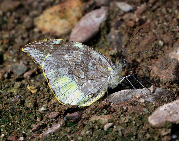 Lieinix nemesis, Tingo Maria, Peru - Adrian Hoskins