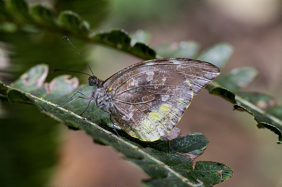 Lieinix nemesis, Manu cloudforest, 1500m, Peru - Adrian Hoskins