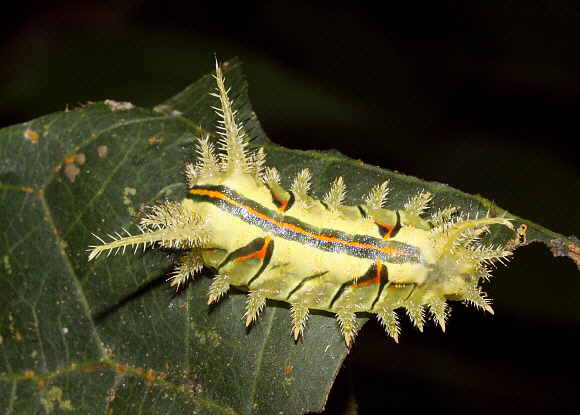 Cup moth (Limacodidae sp 992)