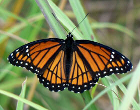 Limenitis%20archippus small - Learn Butterflies